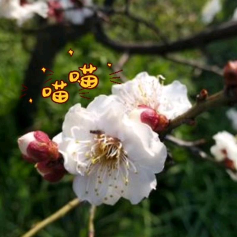 倦鸟