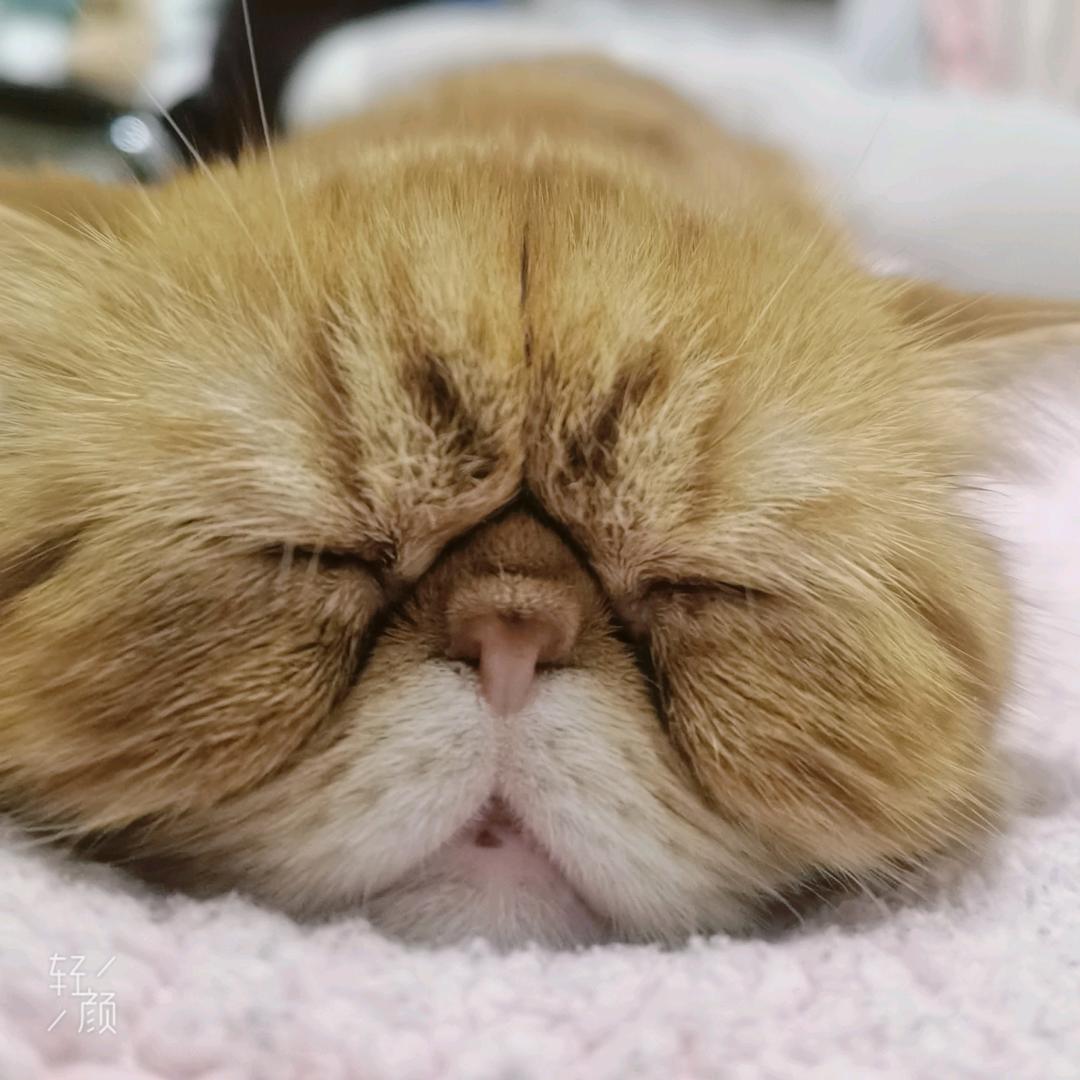 反玖