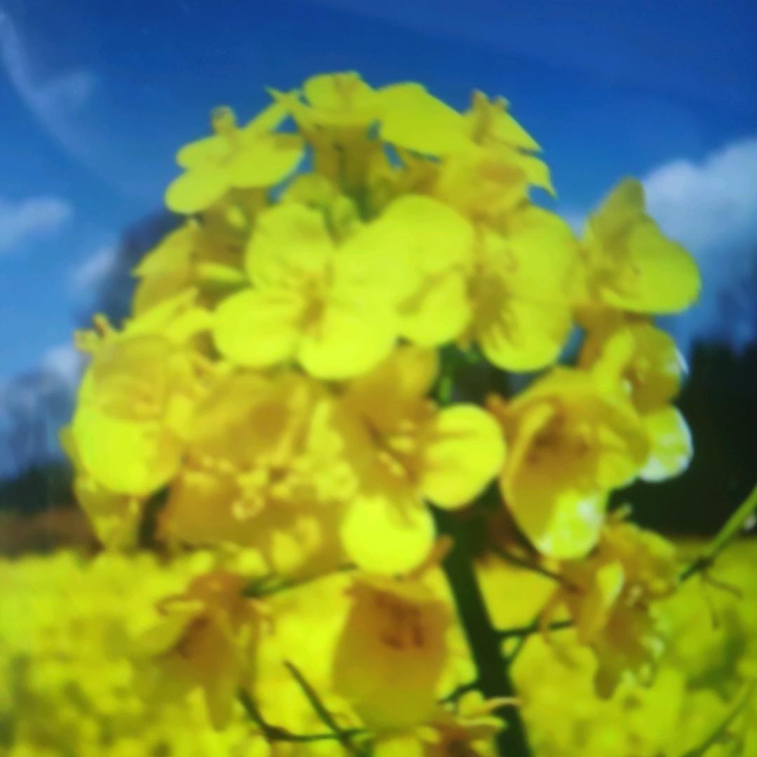 油菜花