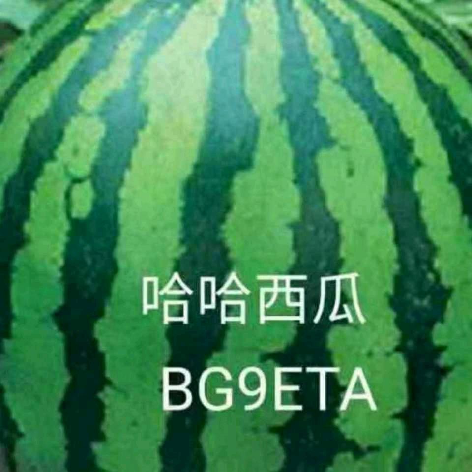 哈哈西瓜 BG9ETA