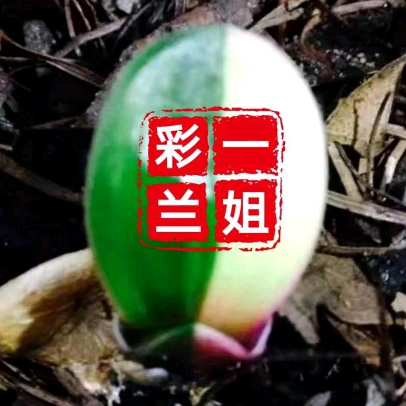 奉天彩兰苑