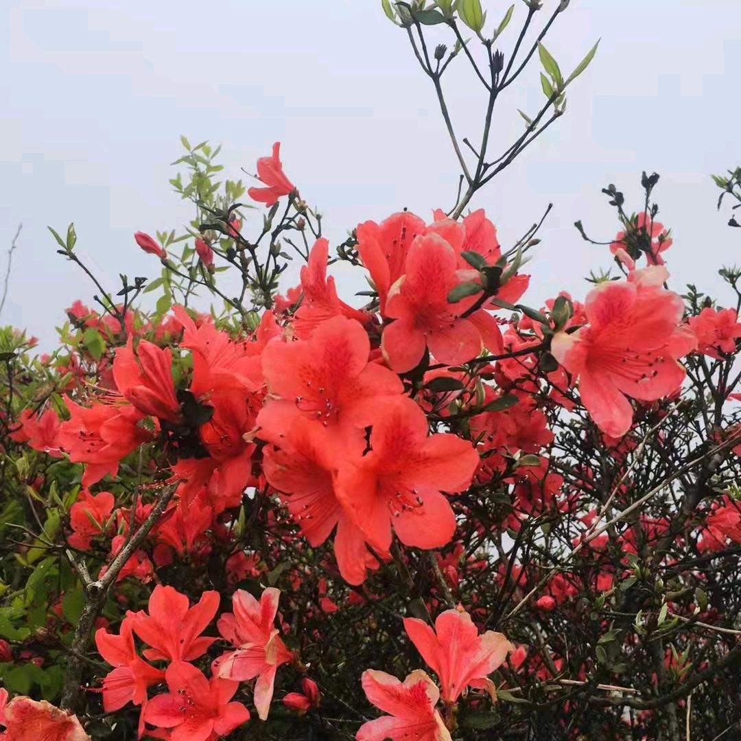 含心宝