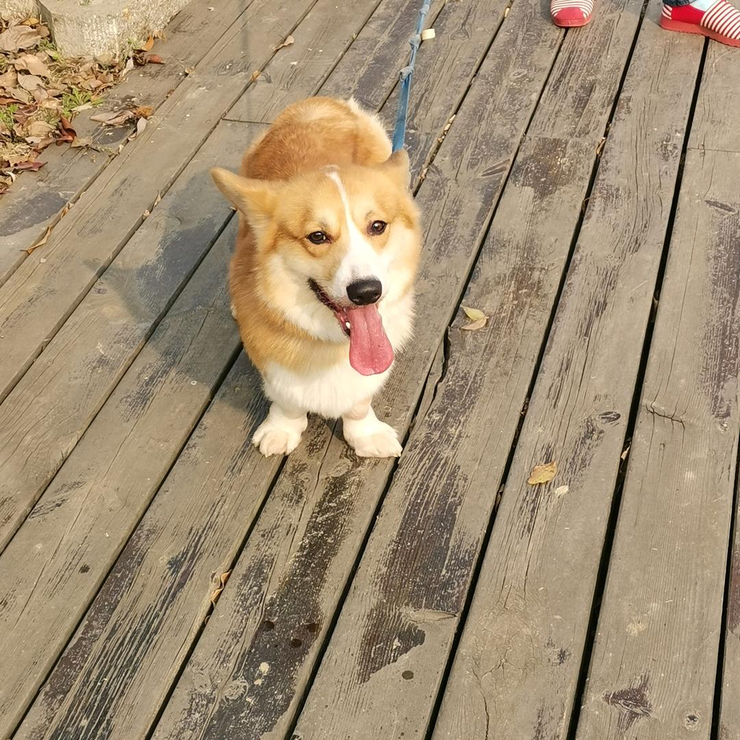 我要飞翔