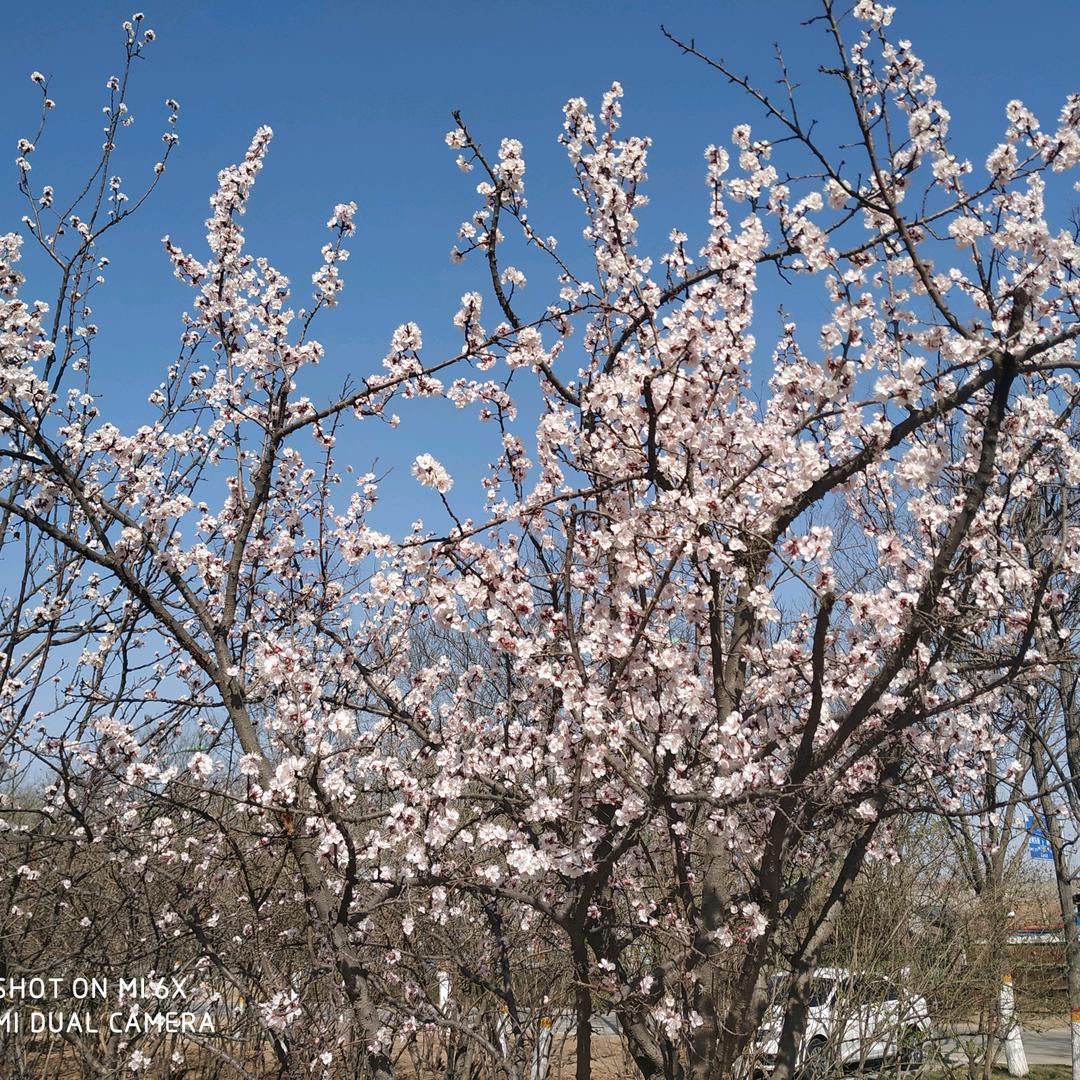 🍀玫🍀瑰🍀花头像