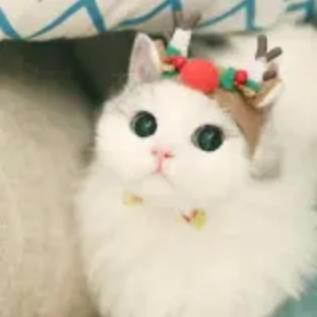 小猫嘟嘟