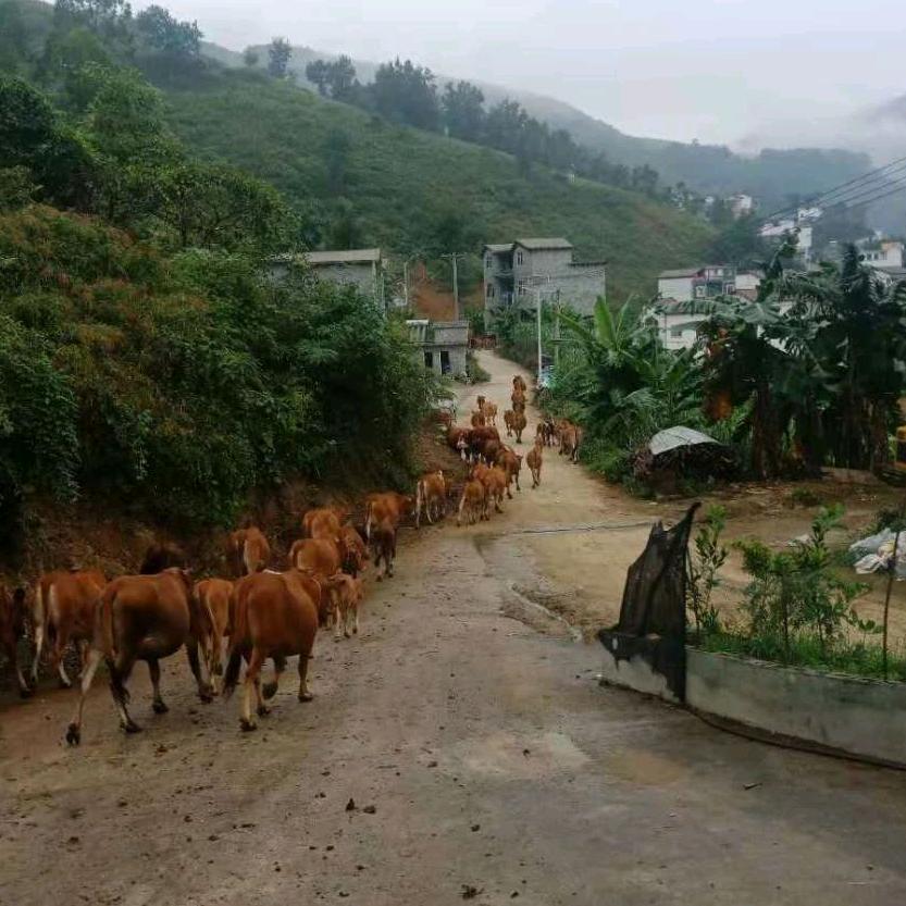 麻阳牛肉哥生态土黄牛