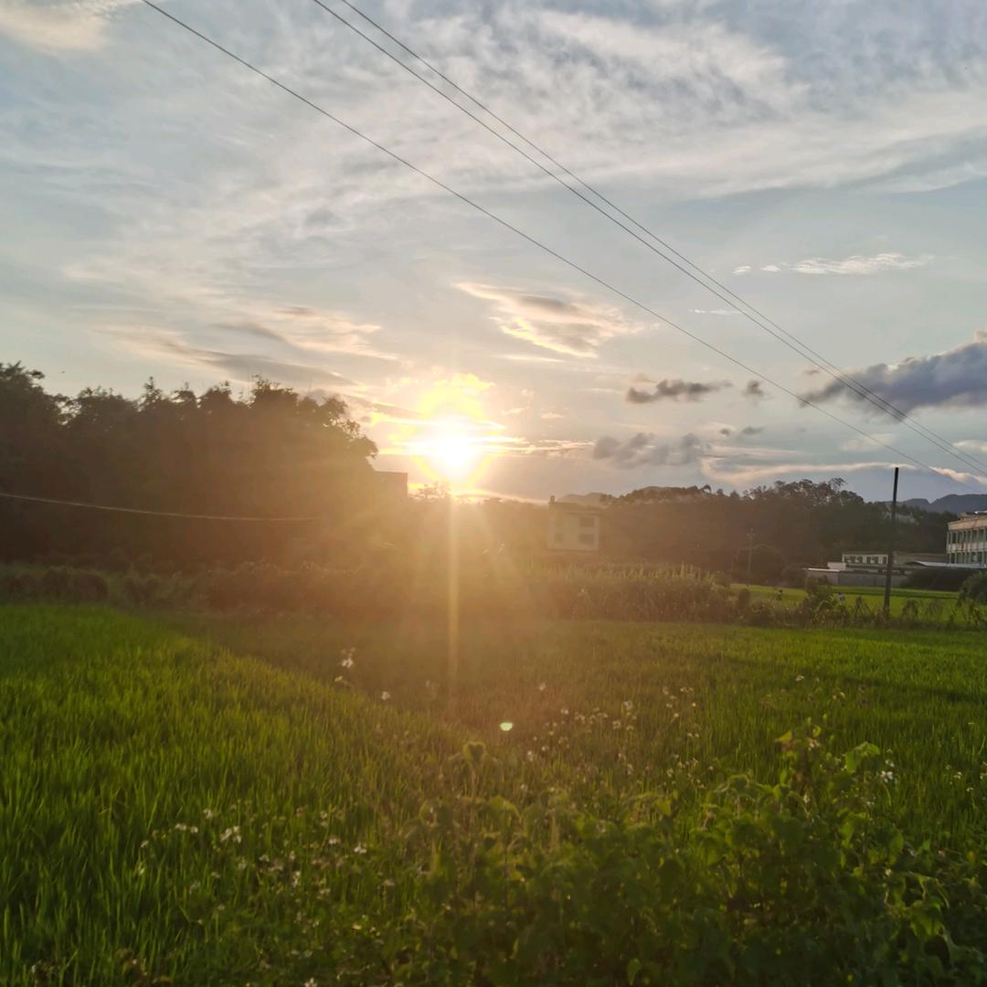 夏草