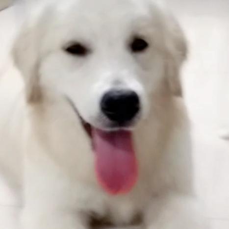 双血统赛极白色金毛