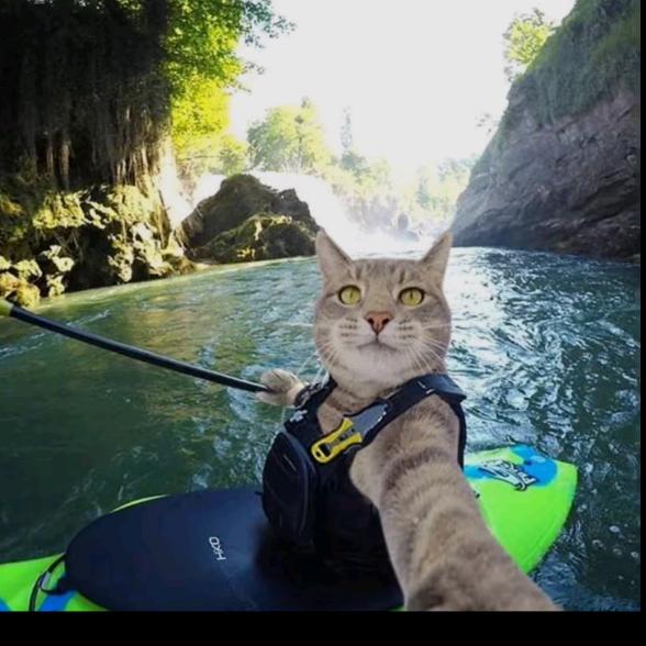 拒绝过特朗普的母蟑螂