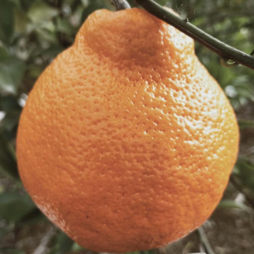 黔江老面土包子,清波