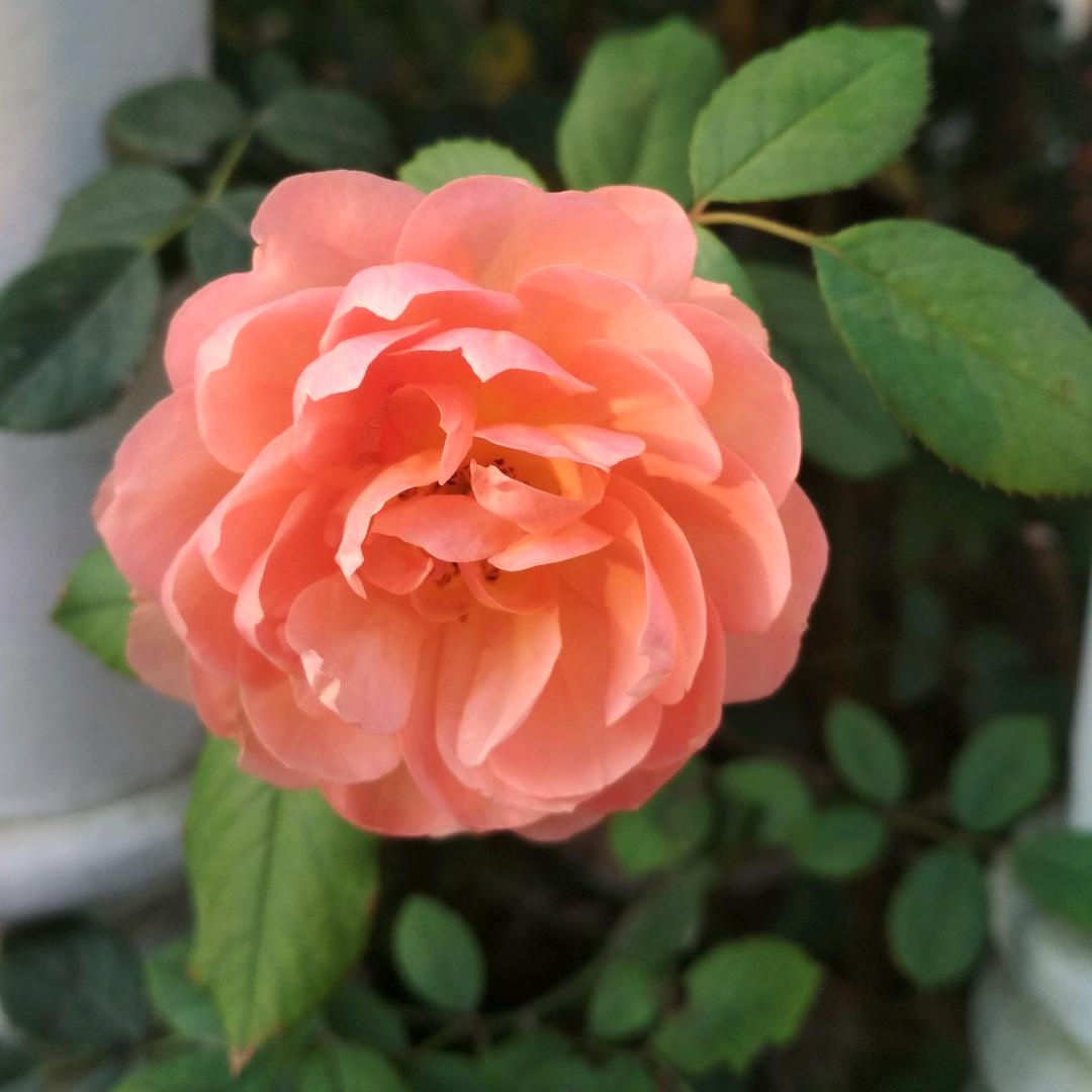 花千颂头像