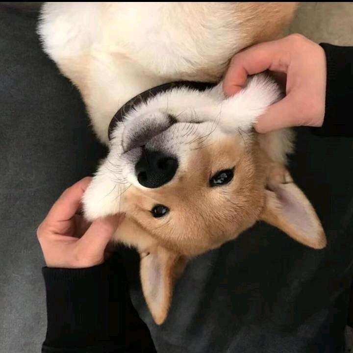 李之卿.