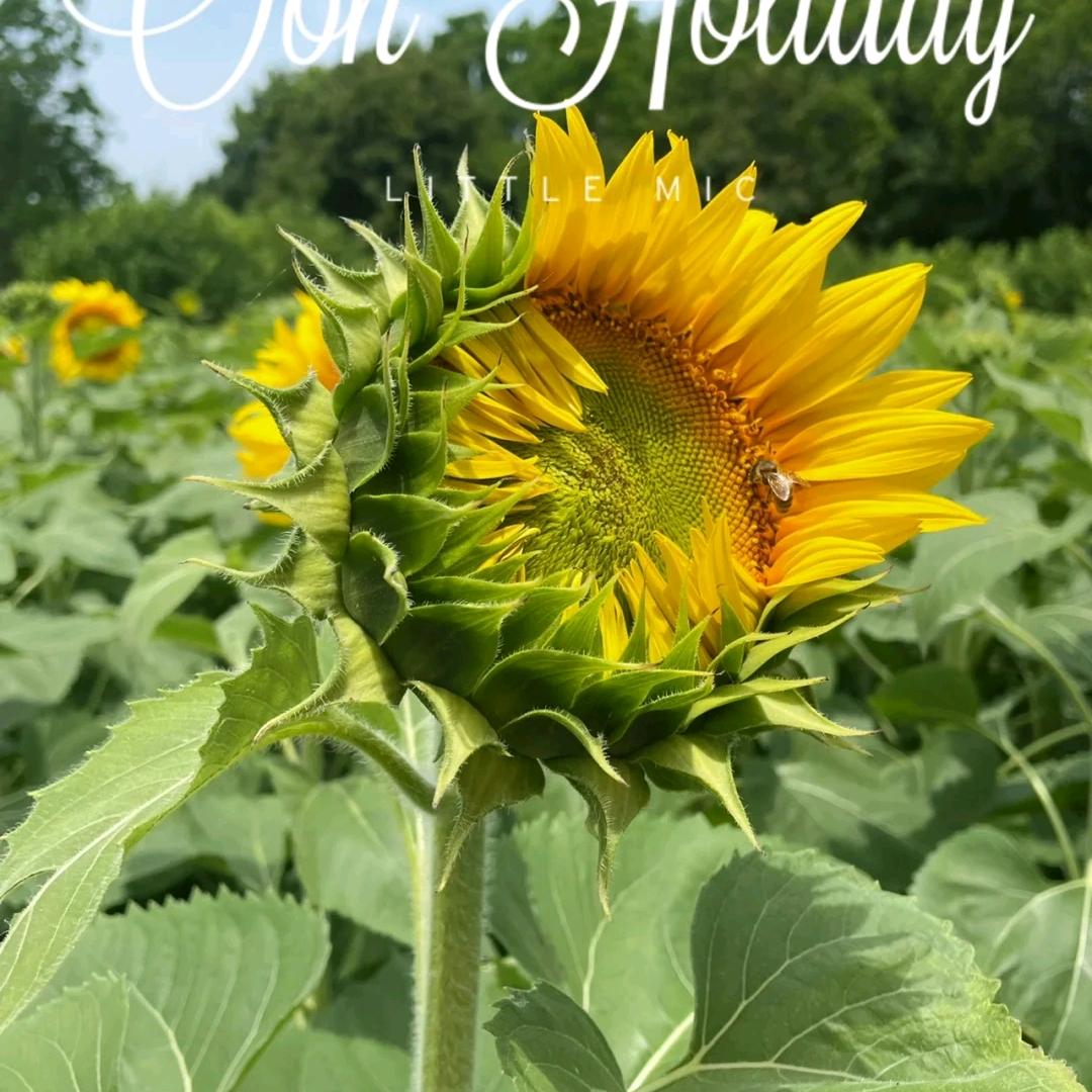心存阳光🌻