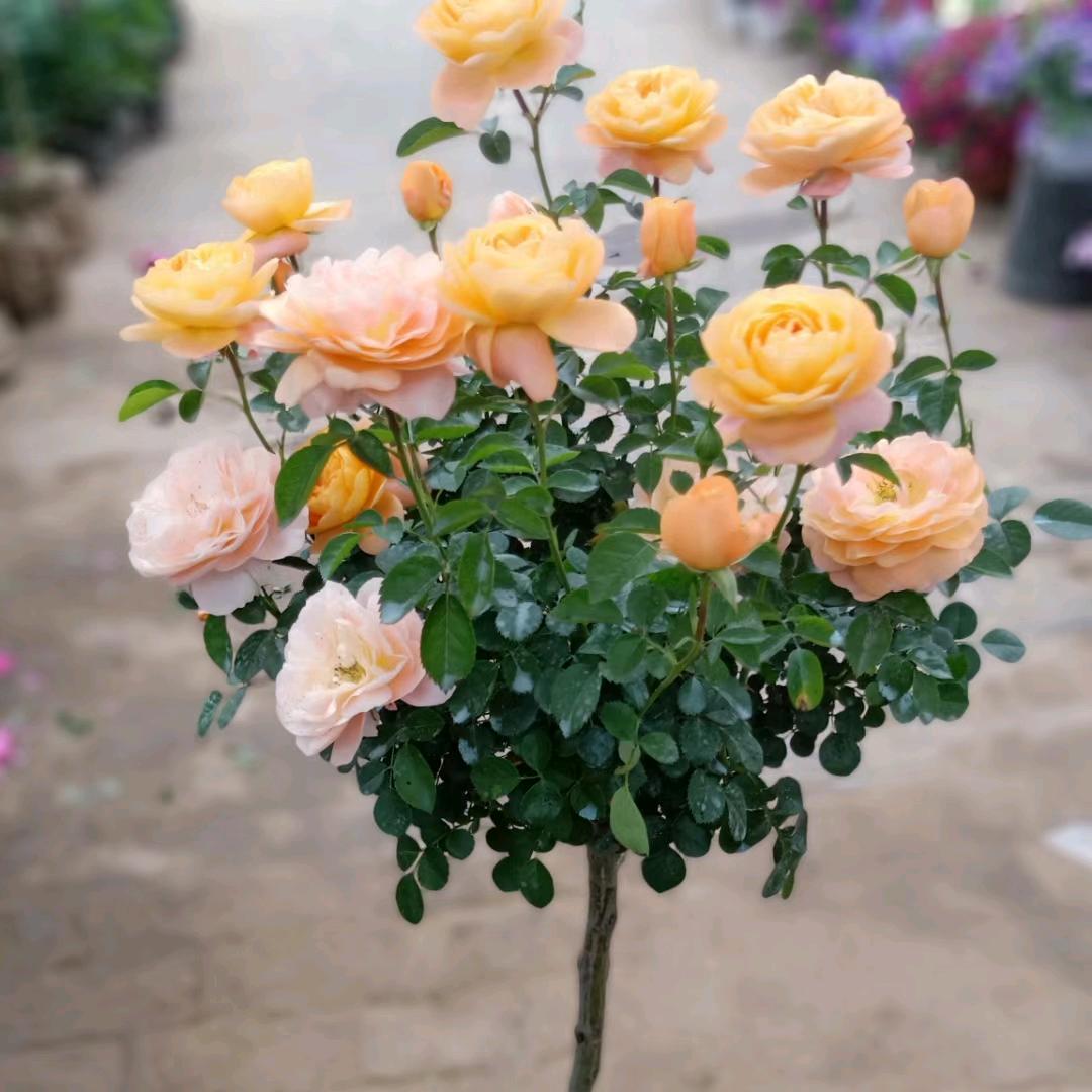 长葛市花好月圆花卉