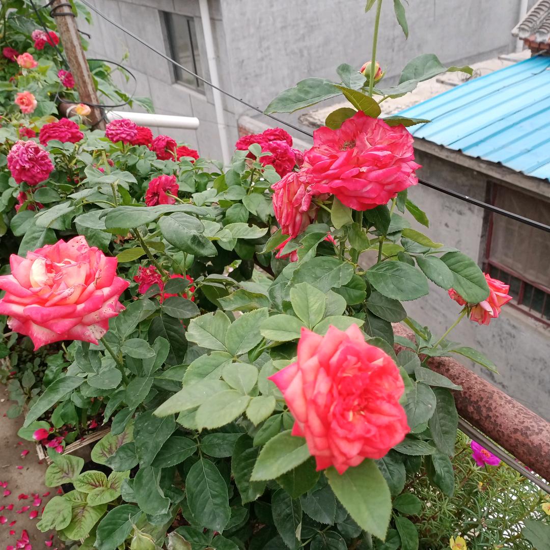 蝴蝶花