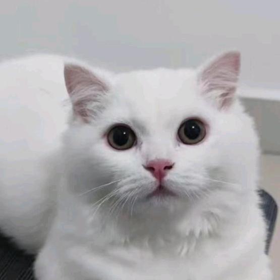小白是短腿
