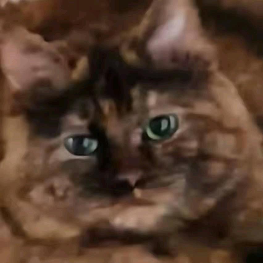 六仁猫
