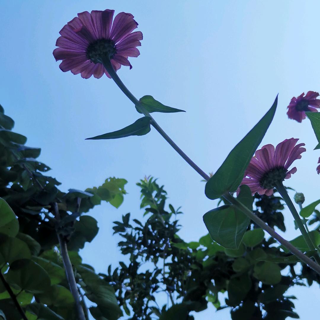 霸王风月