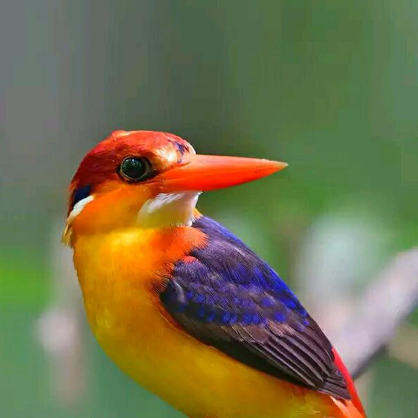 孤独鸟🐤