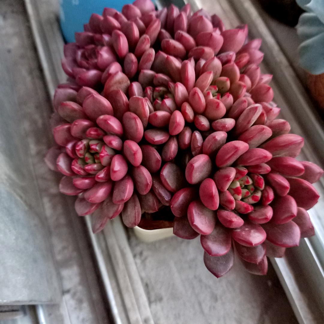 美