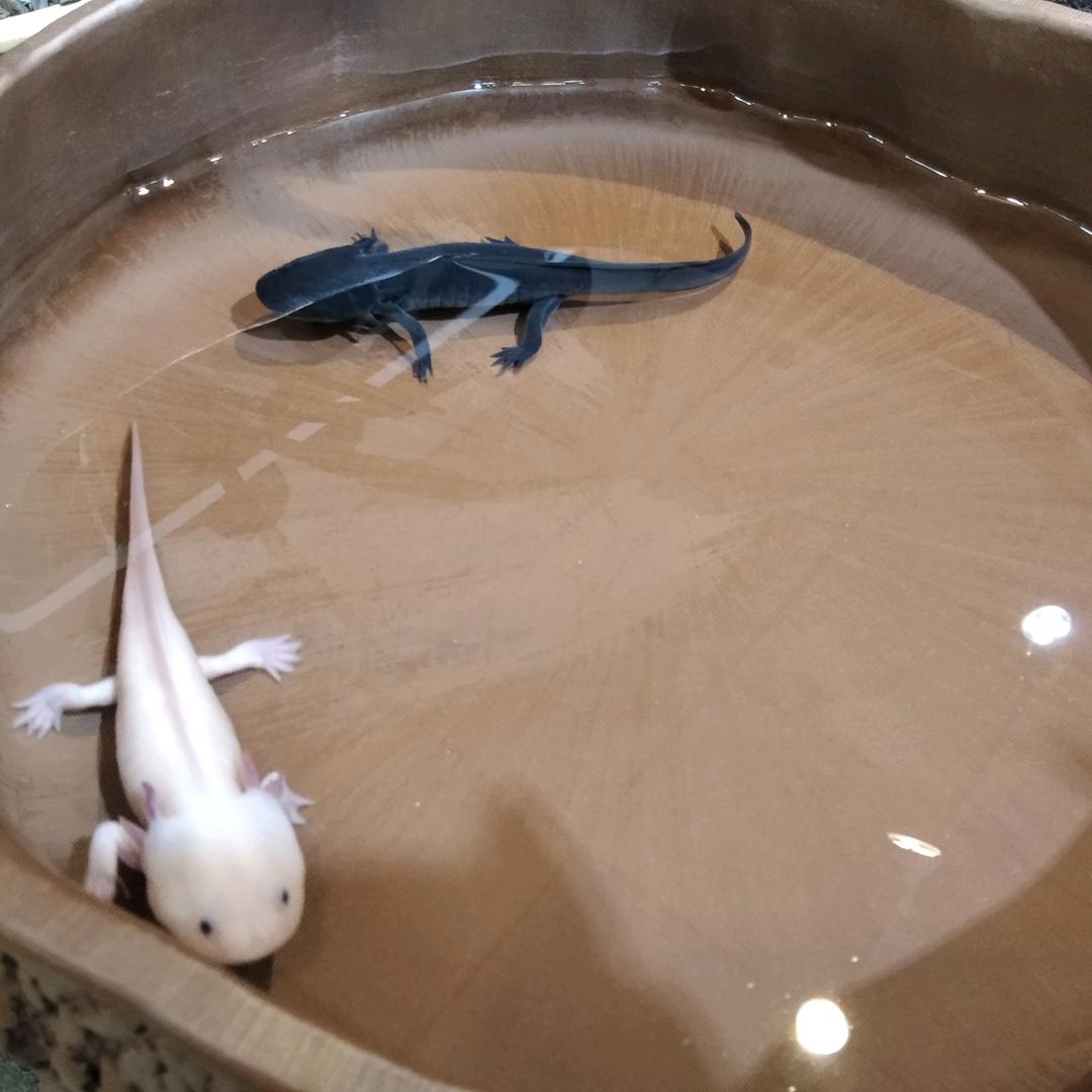 浮生兮