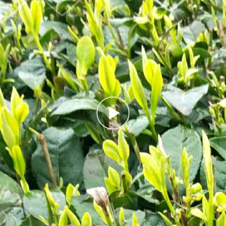 蒙山茶叶笑哥yh