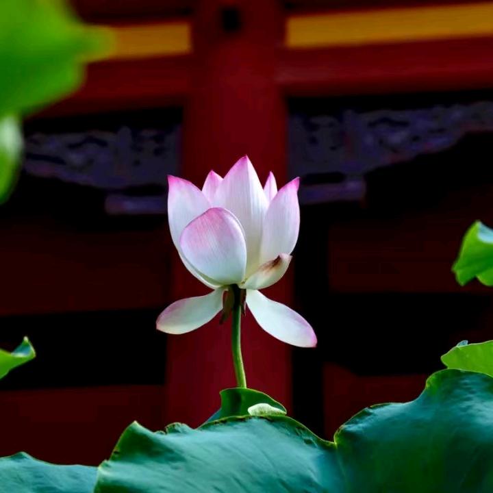 孔哥