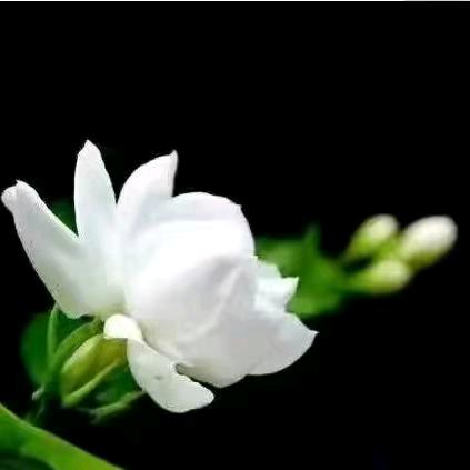 茉莉小雷0825