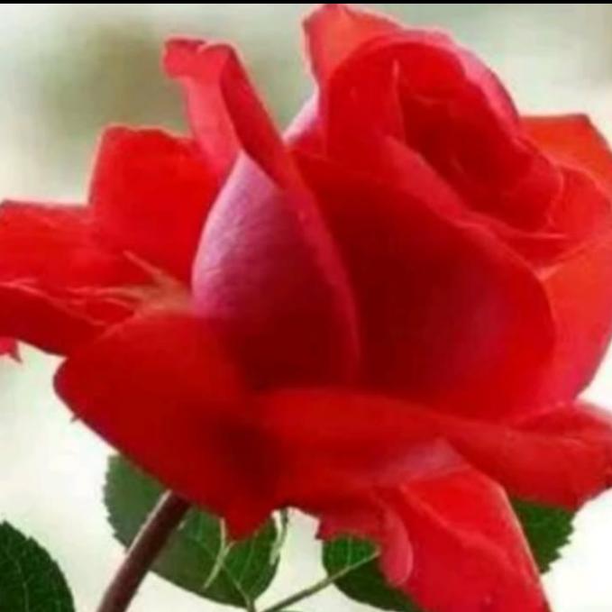 今生无缘的忱边人