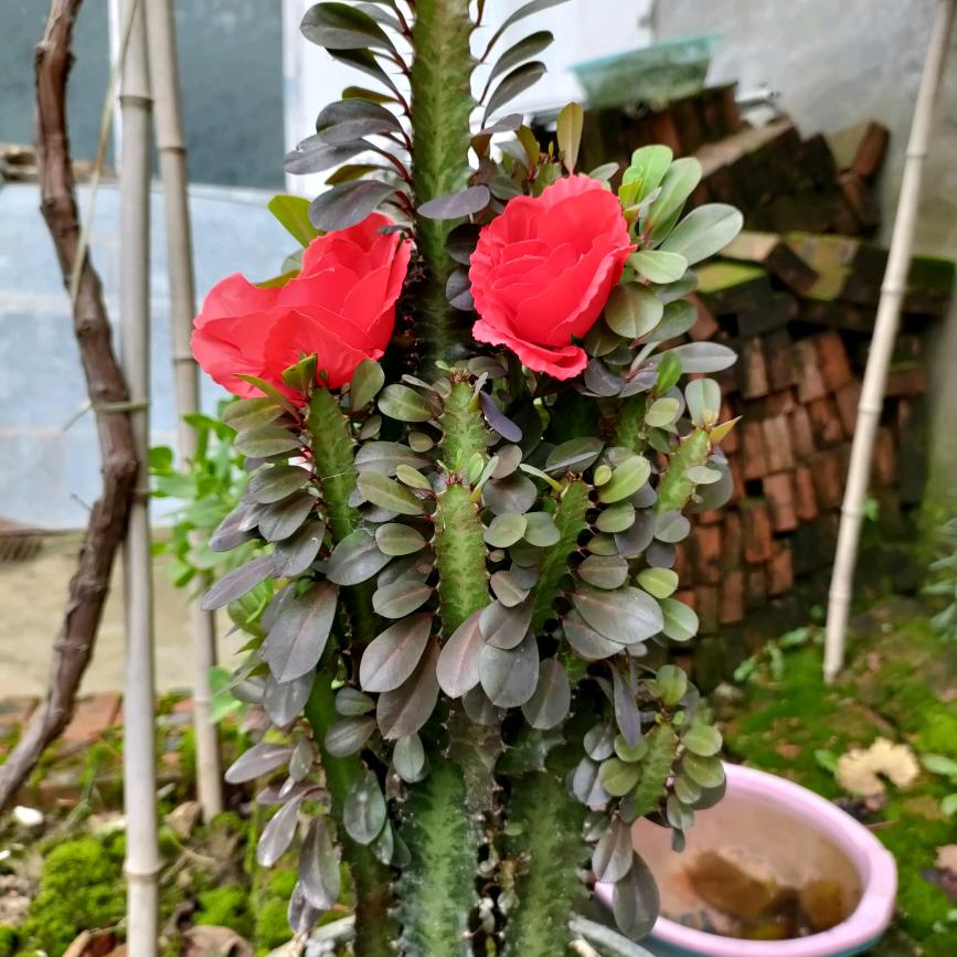 阿玫