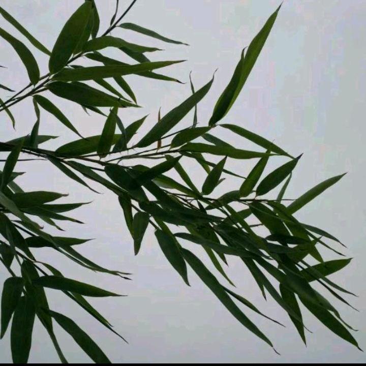 🐒蜘蛛侠（不定时首播）