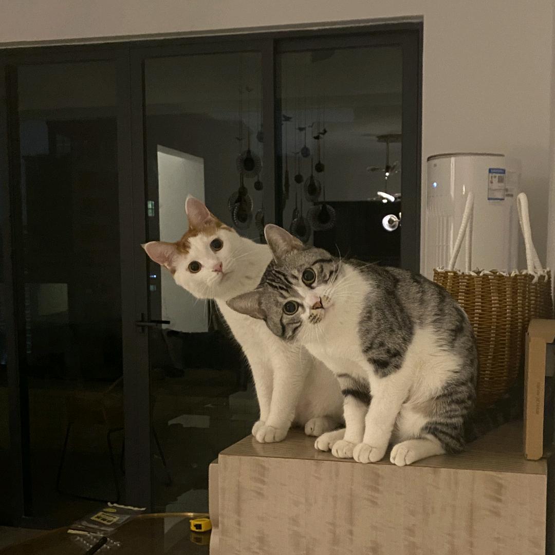 北京莫莫国际服装