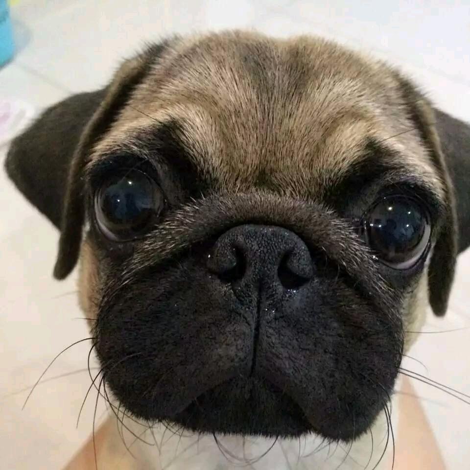 水果七（福建人在陕西）