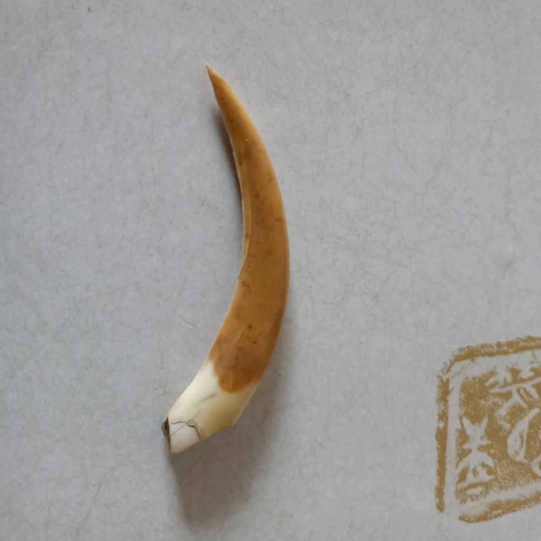 古彭传拓&遗址探寻
