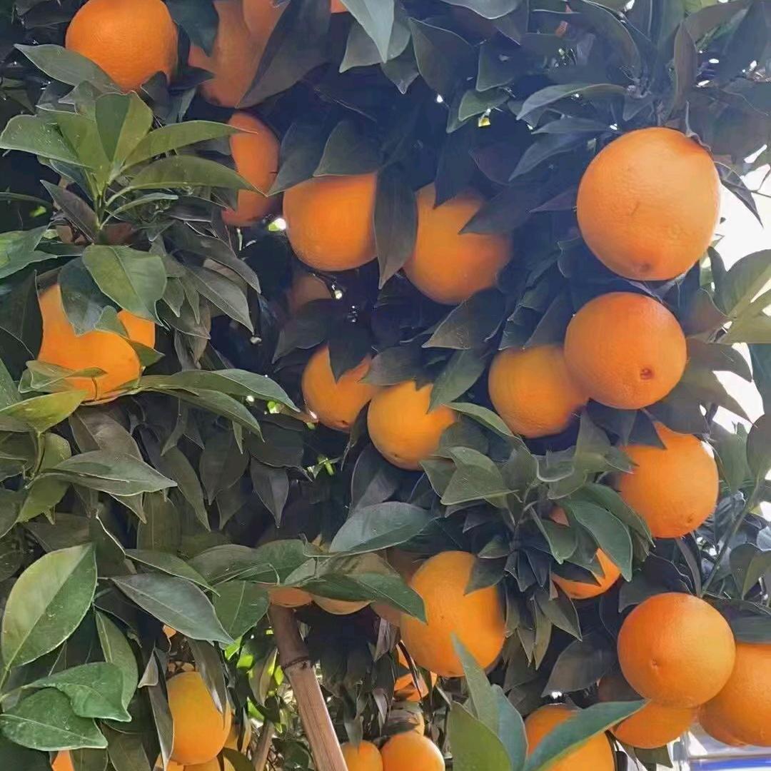 இωஇ 往事皆归零