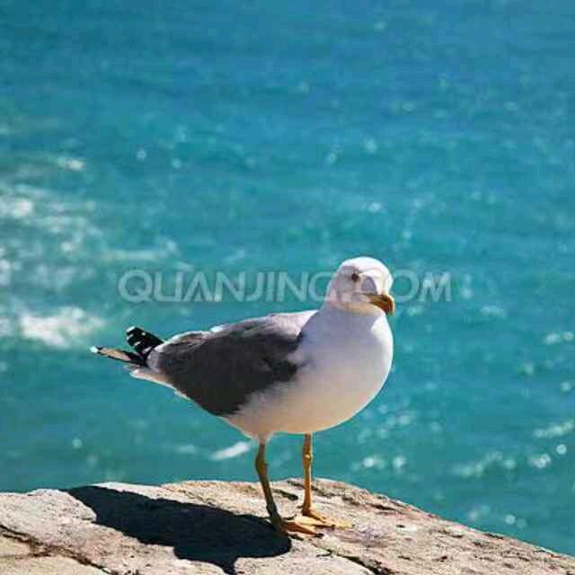 海鸥观海