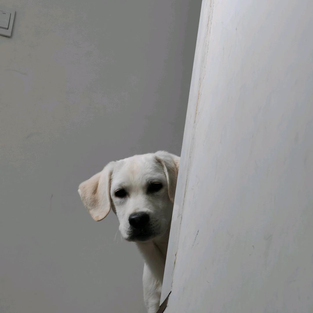 迪士尼在逃小白狗