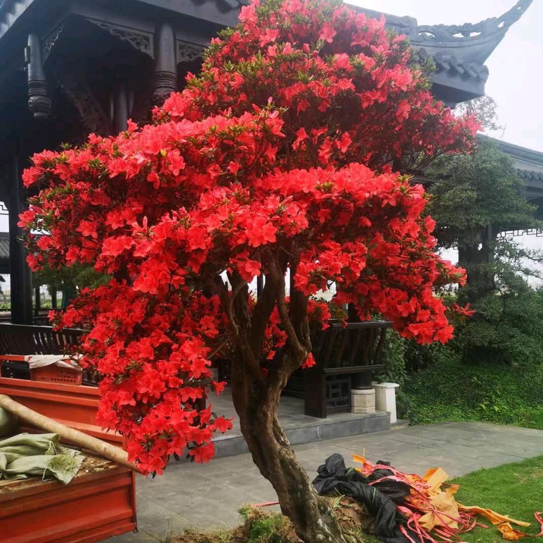 三棵树园艺