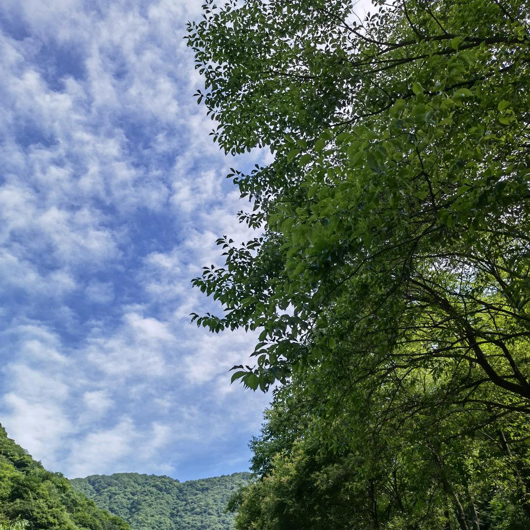 飞飛飝头像