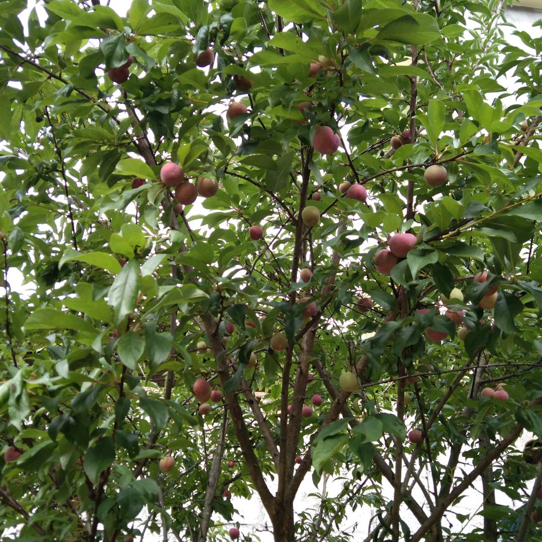 造梦师