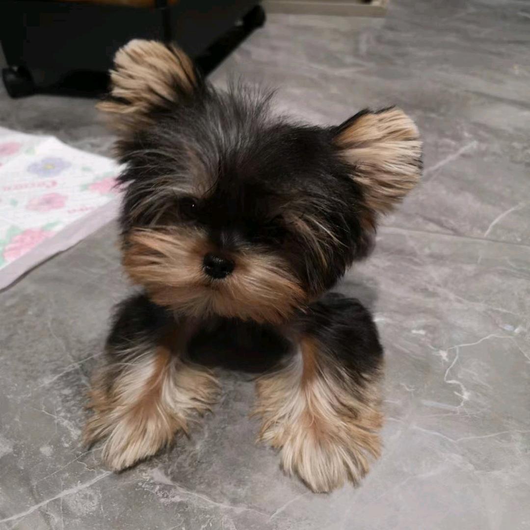 猛犬旺财
