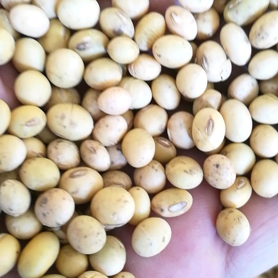 小麦.大豆.玉米.红薯渣