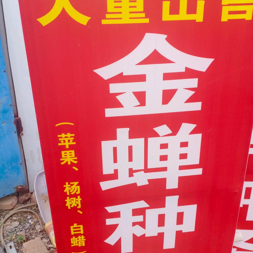 芦笋养金蝉大户（芦笋苗，枝条，蝉蚁出售）