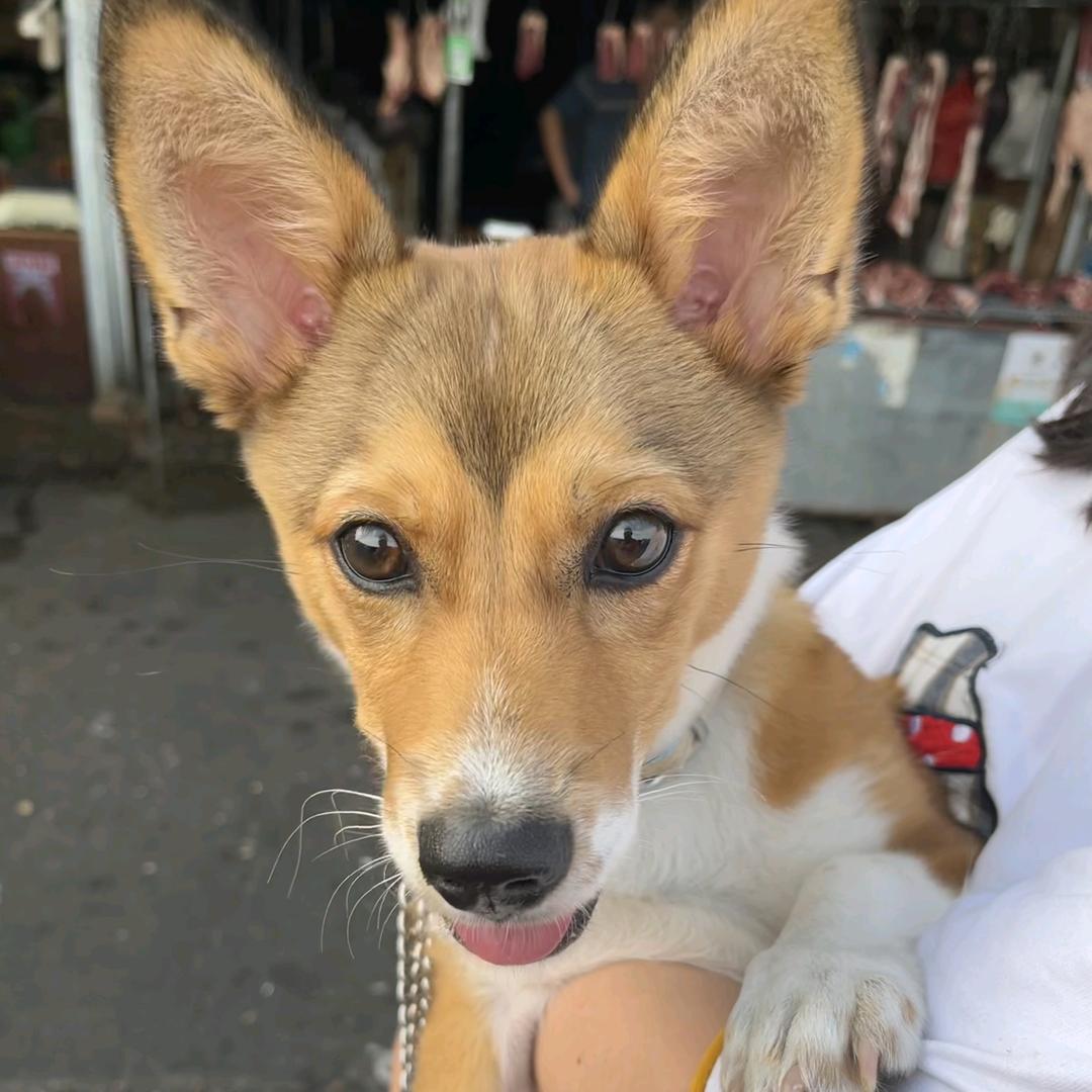 小乐弈呀