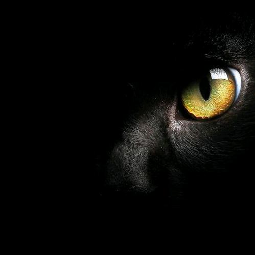 kon