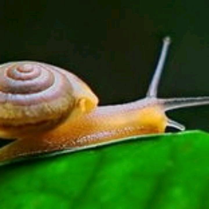 蜗牛走天涯用户642415