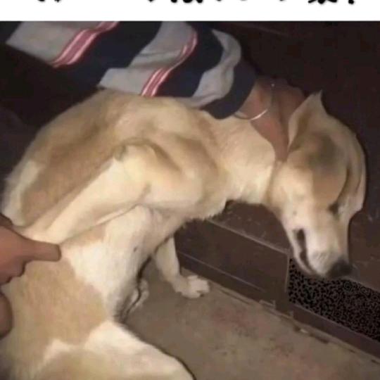 小鬼当家？？