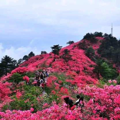 鲲鹏