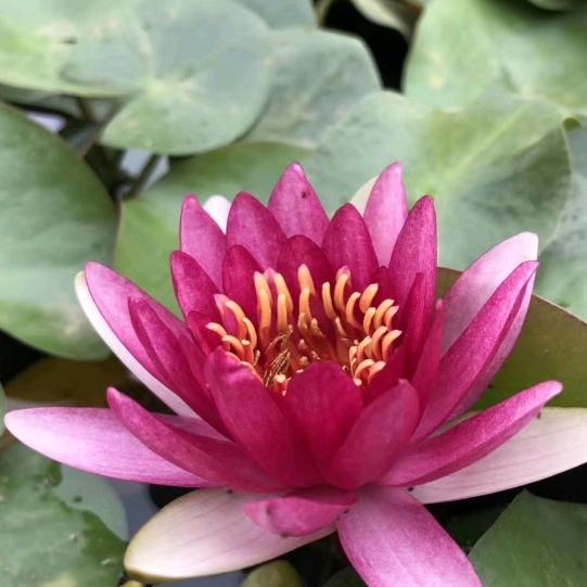 孙长江(善江)