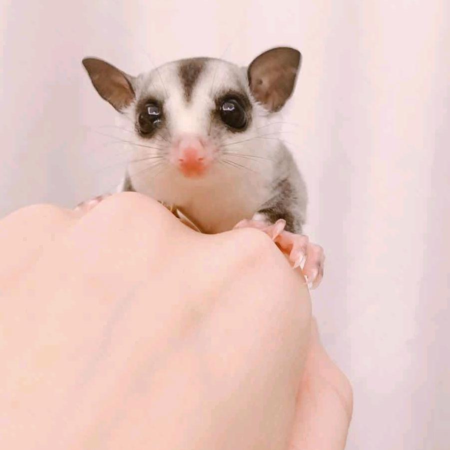 鼠王萌宠蜜袋鼯